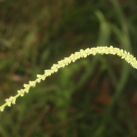 Cyathula prostrata (L.) Blume